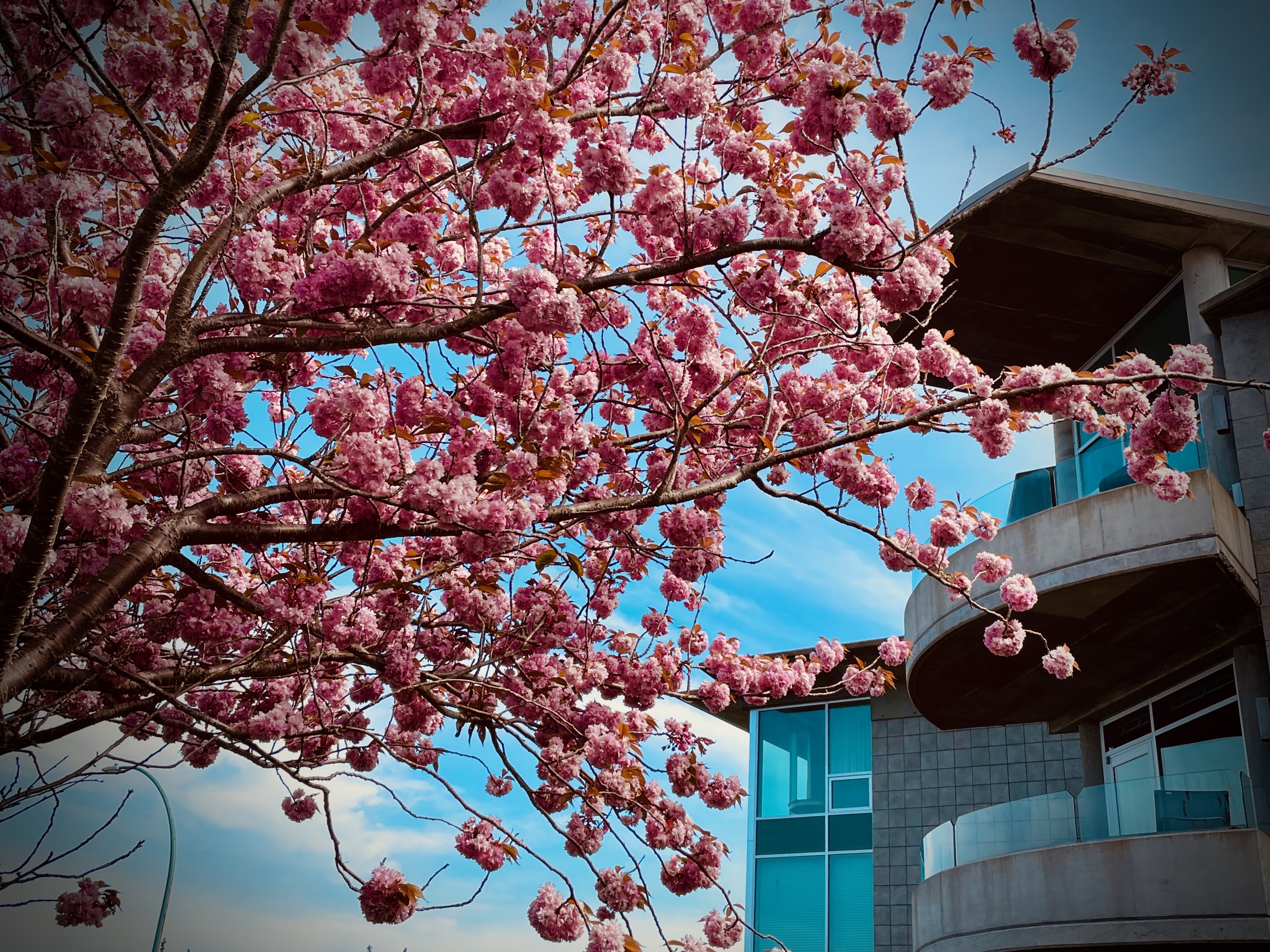 Cherry blossom tree in front of a Victoria BC home